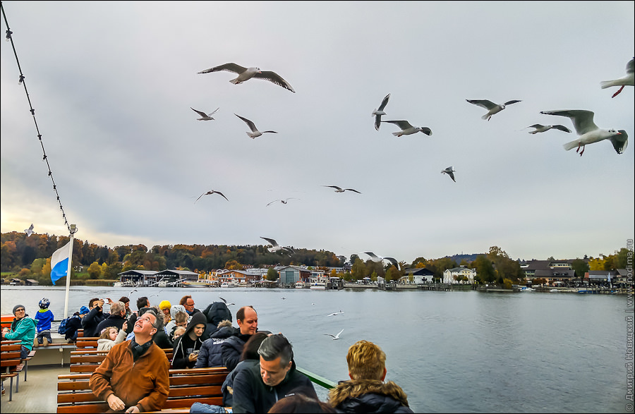 7. Чайки на Кимзее