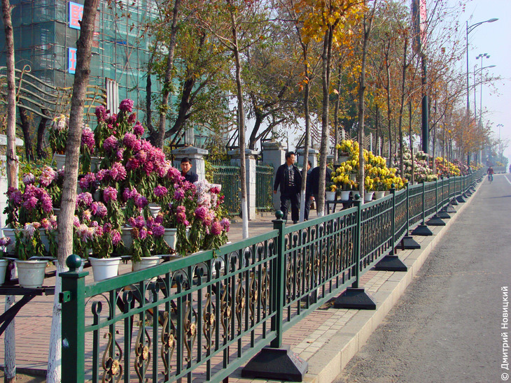 Цветы вдоль улиц