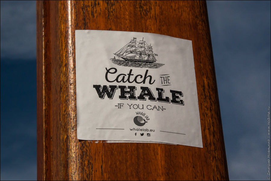 14. Catch the whale if you can