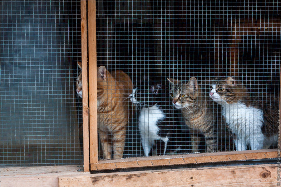 Картахенские котэ