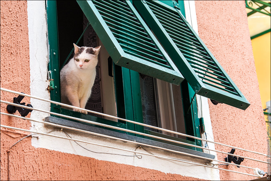 Кошка в окне