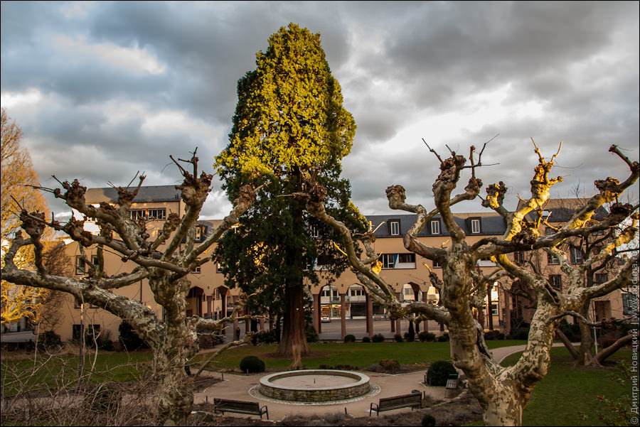 Деревья в Кронберге