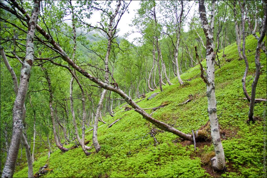 Березы на горе