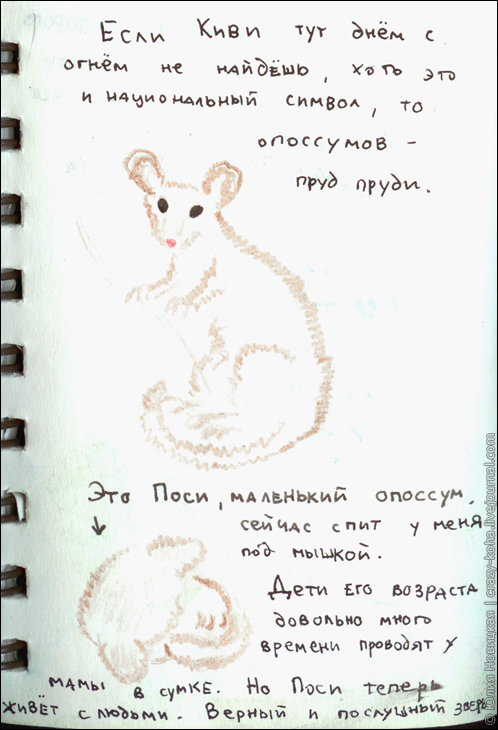 Опоссум Поси